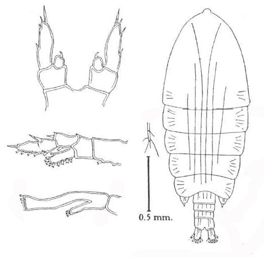 P. globosa