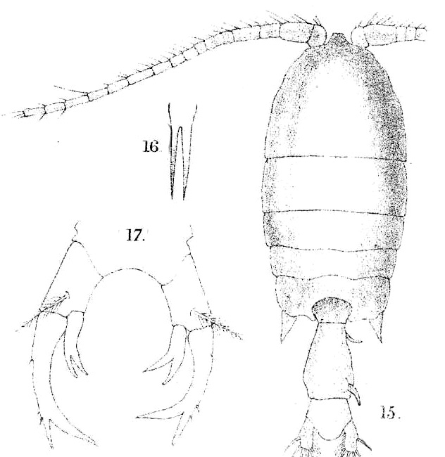 P. herdmani P. herdmani
