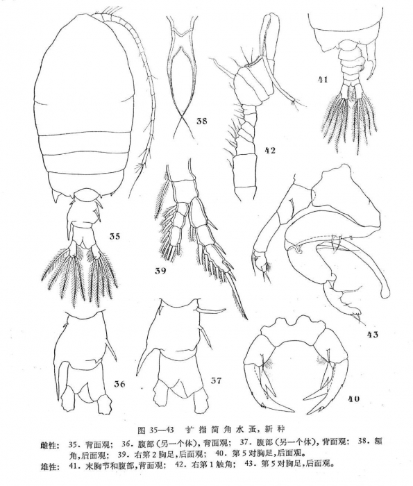 P. inflatodigitata P. inflatodigitata