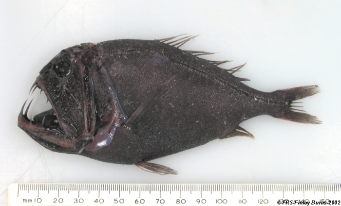 Anoplogaster cornuta (Valenciennes in Cuvier & Valenciennes, 1833) Anoplogaster cornuta (Valenciennes in Cuvier & Valenciennes, 1833)