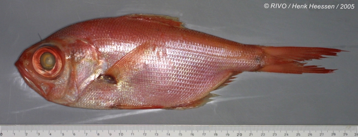 Beryx splendens Lowe, 1834 Beryx splendens Lowe, 1834