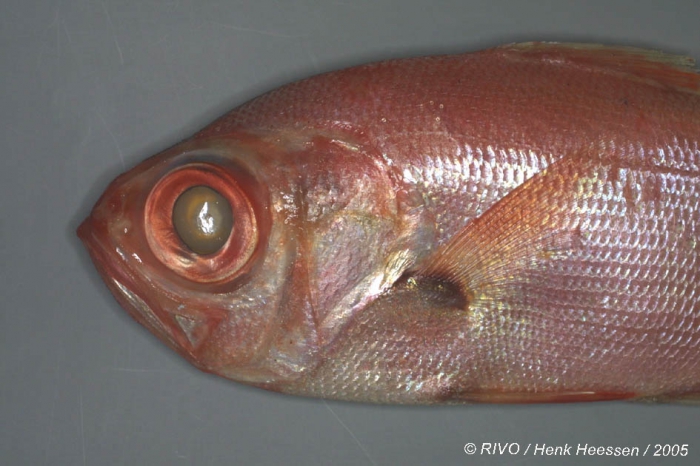Beryx decadactylus Cuvier in Cuvier & Valenciennes, 1829 Beryx decadactylus Cuvier in Cuvier & Valenciennes, 1829