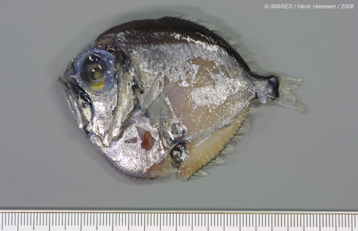 Diretmus argenteus Johnson, 1864 Diretmus argenteus Johnson, 1864