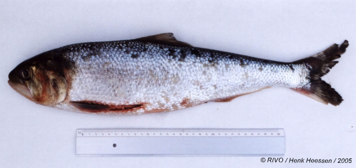 Alosa alosa (Linnaeus, 1758) Alosa alosa (Linnaeus, 1758)