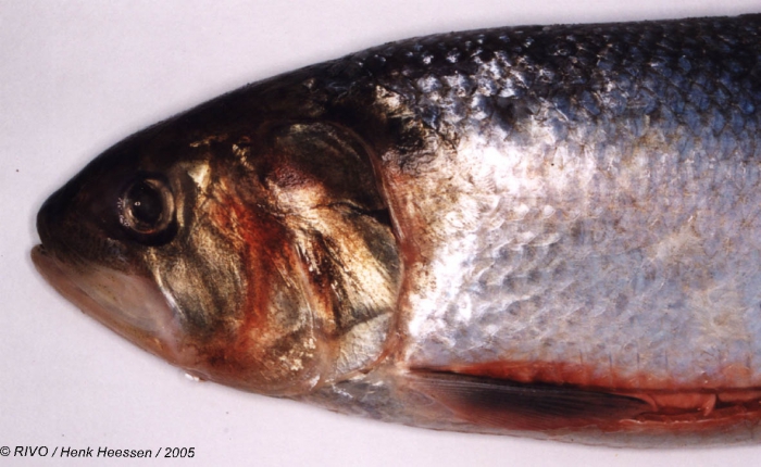Alosa alosa (Linnaeus, 1758) Alosa alosa (Linnaeus, 1758)