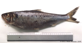 Alosa fallax (Lacepe, 1803)