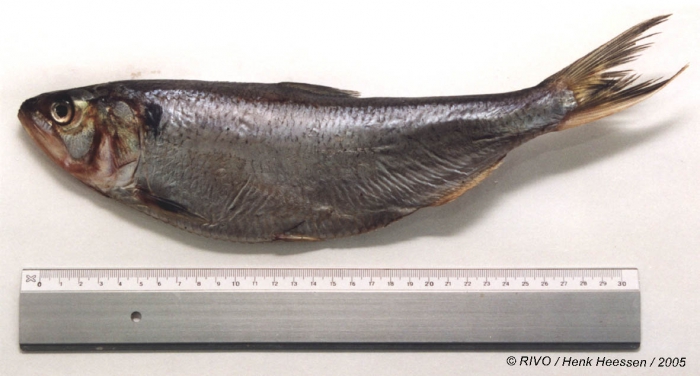 Alosa fallax (Lacepède, 1803) Alosa fallax (Lacepède, 1803)