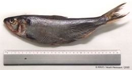 Alosa fallax (Lacepe, 1803)