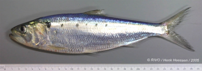 Alosa fallax (Lacepède, 1803) Alosa fallax (Lacepède, 1803)