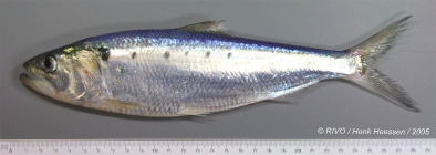 Alosa fallax (Lacepe, 1803)