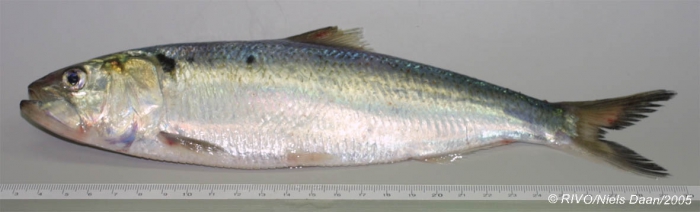 Alosa fallax (Lacepède, 1803) Alosa fallax (Lacepède, 1803)