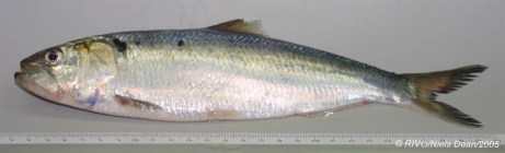 Alosa fallax (Lacepe, 1803)