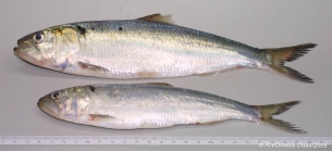 Alosa fallax (Lacepe, 1803)