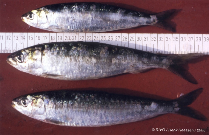 Sardina pilchardus (Walbaum, 1792) Sardina pilchardus (Walbaum, 1792)