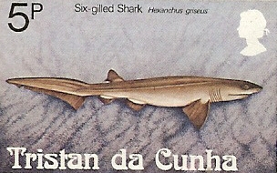 Hexanchus griseus Hexanchus griseus