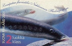 Lampetra fluviatilis Lampetra fluviatilis