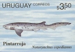 Hexanchiformes