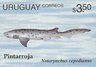 Notorynchus cepedianus Notorynchus cepedianus