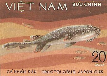 Orectolobus japonicus Orectolobus japonicus
