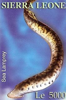 Petromyzon marinus Petromyzon marinus