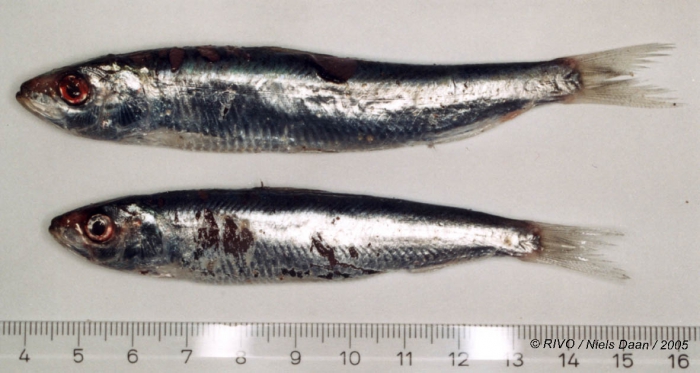 Sardina pilchardus (Walbaum, 1792) Sardina pilchardus (Walbaum, 1792)