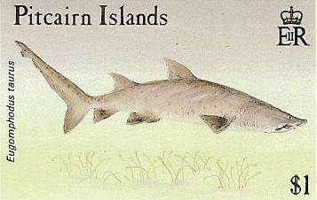 Eugomphodus taurus Eugomphodus taurus