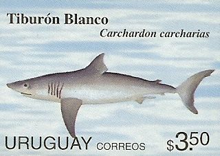 Carcharodon carcharias Carcharodon carcharias