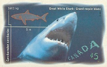 Carcharodon carcharias Carcharodon carcharias