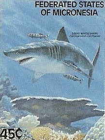 Carcharodon carcharias Carcharodon carcharias