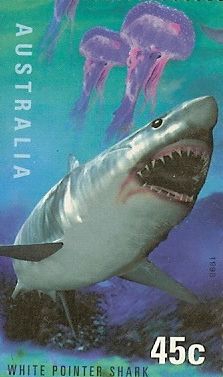 Carcharodon carcharias Carcharodon carcharias