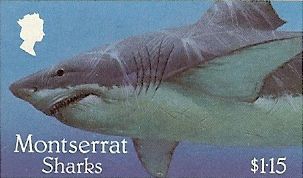 Carcharodon carcharias Carcharodon carcharias