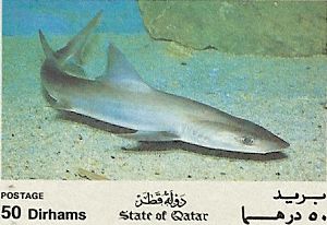 Chaenogaleus macrostoma Chaenogaleus macrostoma