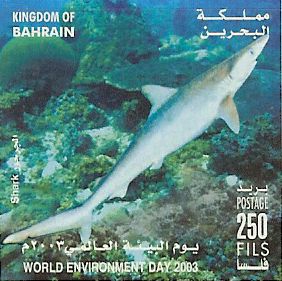 Galeorhinus galeus Galeorhinus galeus