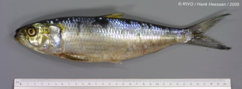 Sardinella aurita Valenciennes in Cuvier & Valenciennes, 1847 