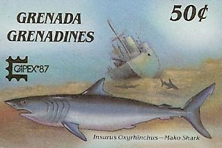 Isurus oxyrinchus Isurus oxyrinchus