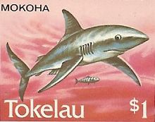 Isurus oxyrinchus Isurus oxyrinchus