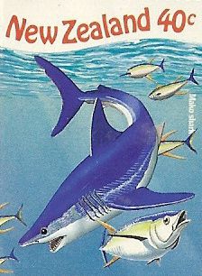 Isurus oxyrinchus Isurus oxyrinchus