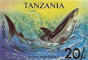 Isurus oxyrinchus Isurus oxyrinchus