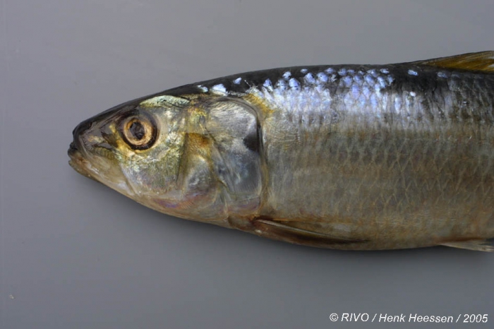 Sardinella aurita Valenciennes in Cuvier & Valenciennes, 1847 Sardinella aurita Valenciennes in Cuvier & Valenciennes, 1847