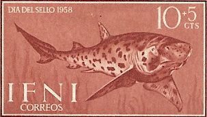 Scyliorhinus stellaris Scyliorhinus stellaris