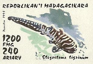 Stegostoma tigrinum Stegostoma tigrinum
