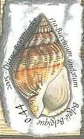 Buccinum undatum Buccinum undatum