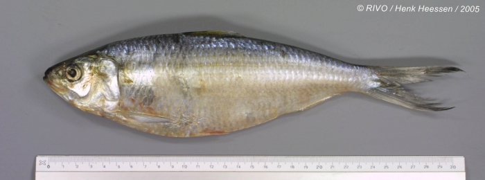 Sardinella maderensis (Lowe, 1838) Sardinella maderensis (Lowe, 1838)
