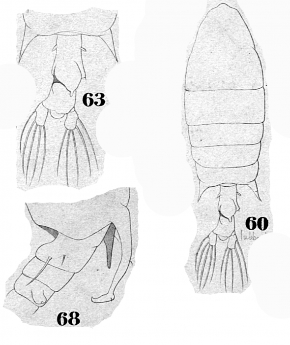 P. lubbocki P. lubbocki