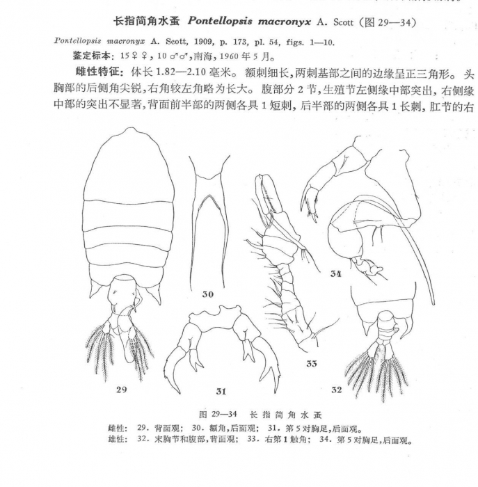 P. macronyx P. macronyx