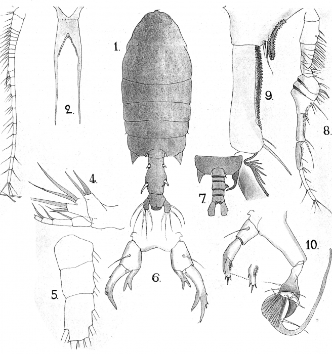 P. macronyx