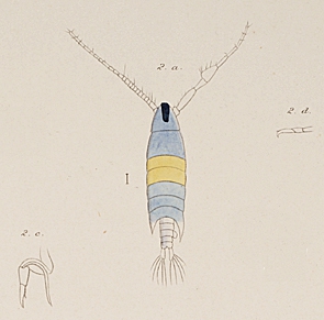 P. perspicax P. perspicax