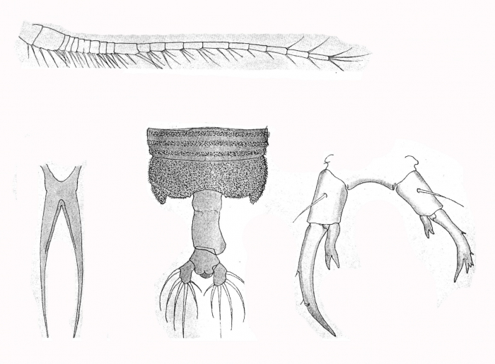 P. pexa P. pexa