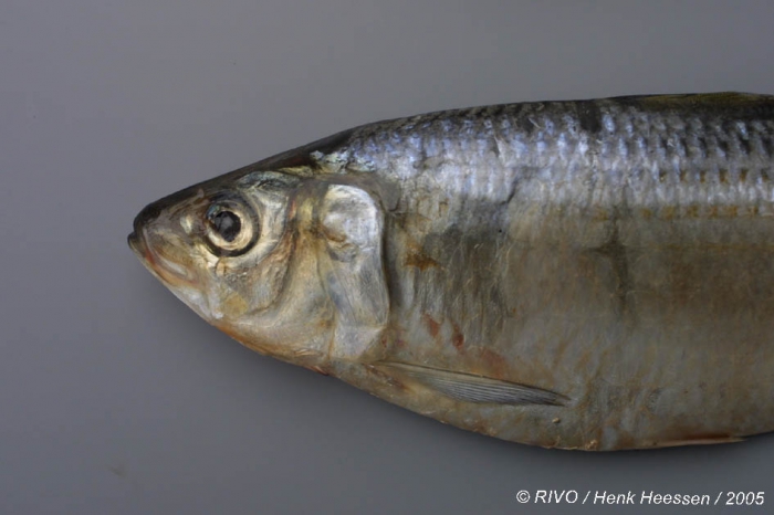 Sardinella maderensis (Lowe, 1838) Sardinella maderensis (Lowe, 1838)