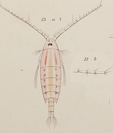 P. rubescens P. rubescens
